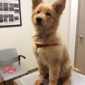 Meet your Posher, Thomas